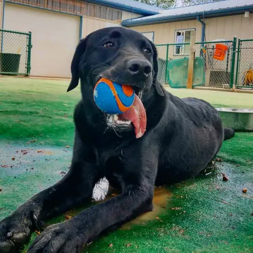 Black lab with ball